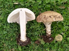 Verrucosporaceae