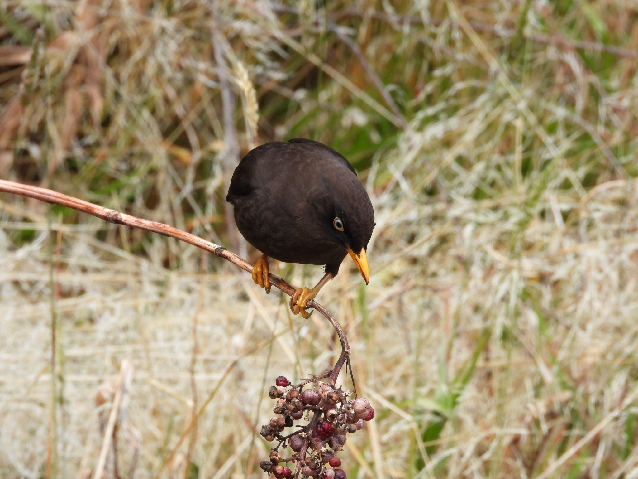 Sooty Thrush (Turdus nigrescens), photo 3