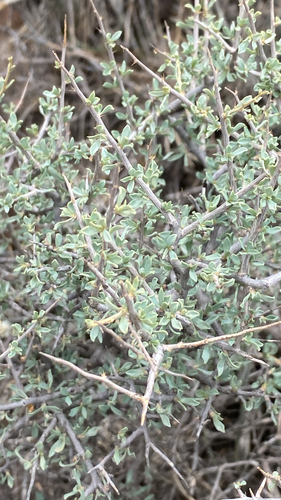 little buckthorn