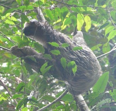 Bradypus tridactylus