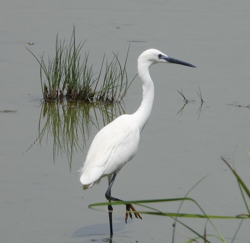 Little Egret