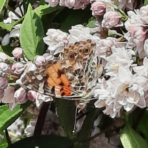 Painted Lady