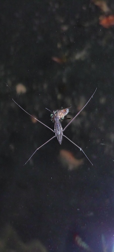 lake pondskater