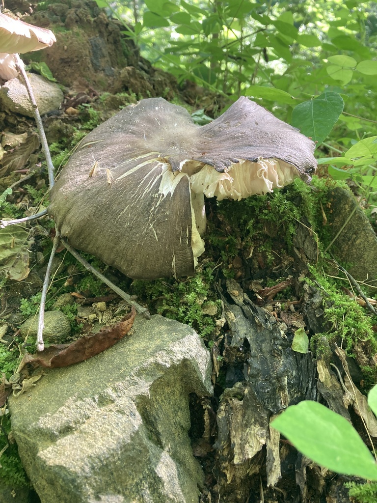 Eastern American Platterful Mushroom · May 2026 · photo: Photo: (c) hannahtidae, some rights reserved (CC BY) · iNaturalist