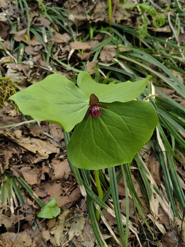 Trillium smallii iNat (1)