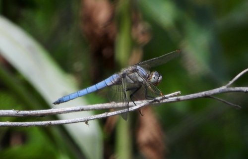 Southern Skimmer