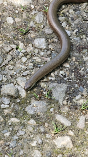 Common Slowworm