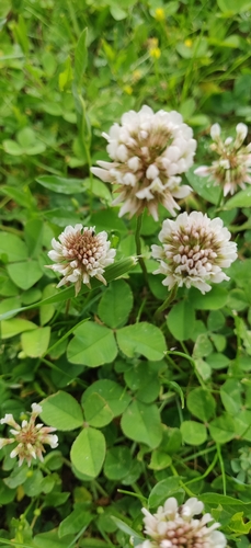 white clover