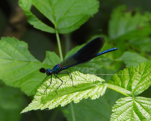 Banded Demoiselle