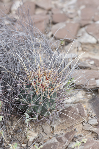 Chihuahuan fishhook cactus