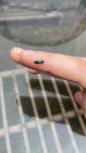 Agrilus cyanescens