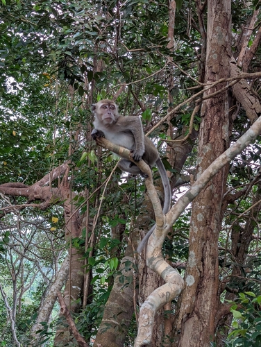 Long-tailed Macaque