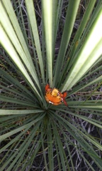 Anoplognathus montanus