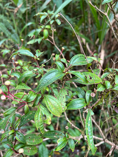 Bredia oldhamii, photograph 2