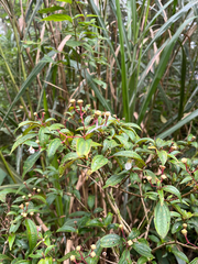 Bredia oldhamii, photograph author not stated, no rights reserved