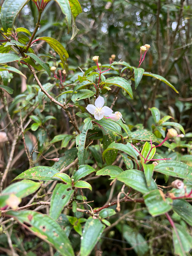 Bredia oldhamii