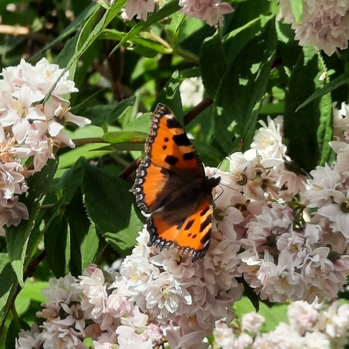 Small Tortoiseshell