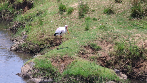 iNaturalist image