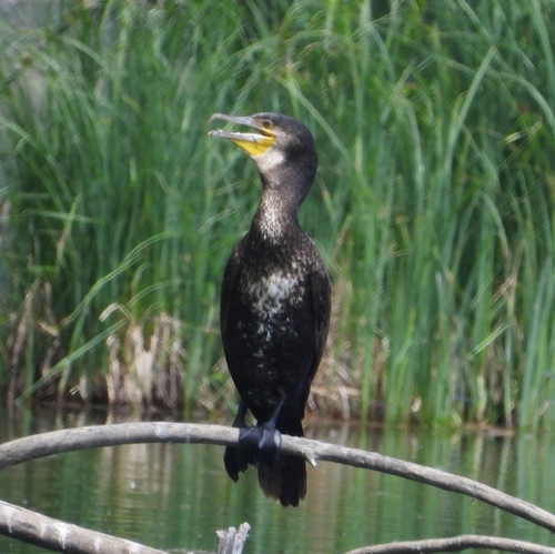 Great Cormorant