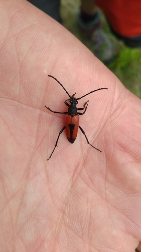 heart longhorn beetle