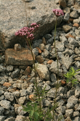 Valeriana alternifolia
