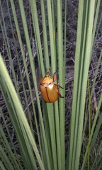 Anoplognathus montanus