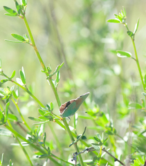 Callophrys dumetorum
