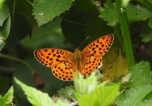 Marbled Fritillary