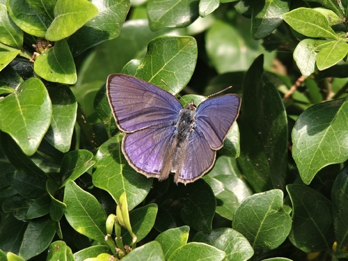 Common Ciliate Blue photo 3