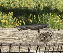 Sceloporus occidentalis