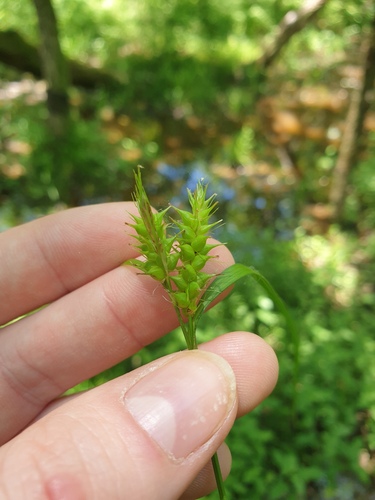 Carex transversa iNat (3)