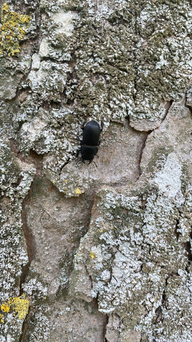 Lesser Stag Beetle