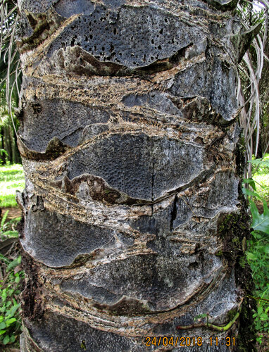 African oil palm