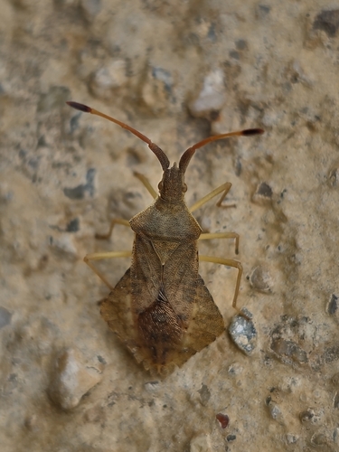 Rhombic Leatherbug