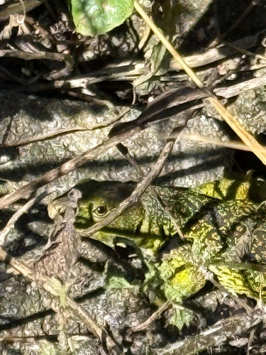 Ocellated Lizard