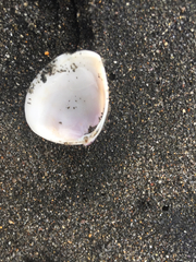 Crassula aequilatera