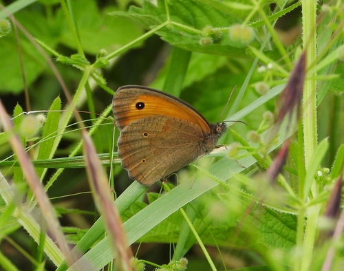 Meadow Brown