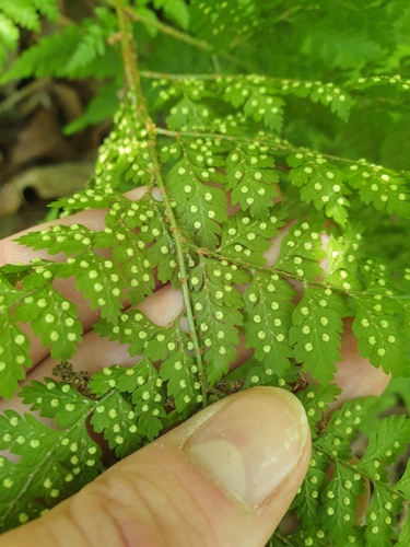 Arachniodes miqueliana, photograph 2