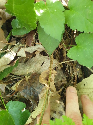 Arachniodes miqueliana, photograph 3
