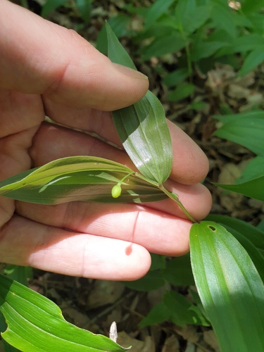 Disporum smilacinum