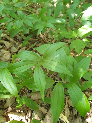 Disporum smilacinum, photograph 2