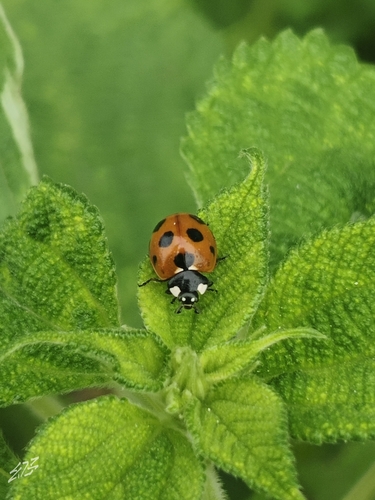 Seven-spotted Lady Beetle
