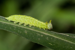 Apaturinae