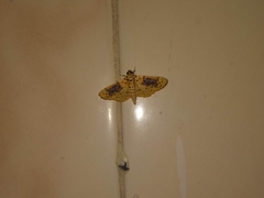 Conogethes semifascialis