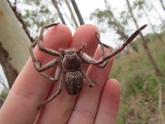 Isopedella conspersa