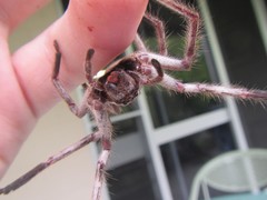 Isopedella conspersa