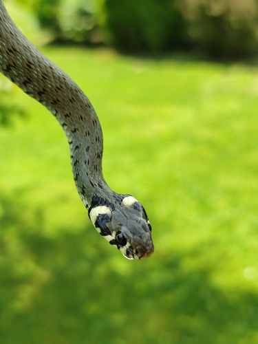 grass snake