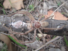 Isopedella conspersa