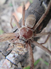 Isopedella conspersa