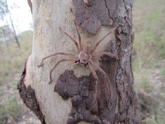 Isopedella conspersa